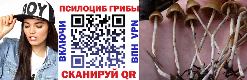 Псилоцибиновые грибы Psilocybine cubensis  kraken рабочий сайт  Шарья 